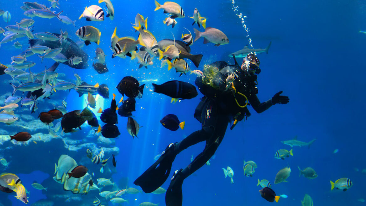 10 best places to go diving in and around Israel
